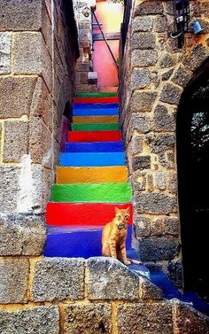 a cat is sitting on the colorful stairs