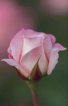 a single pink rose is blooming in the garden with blurry light behind it