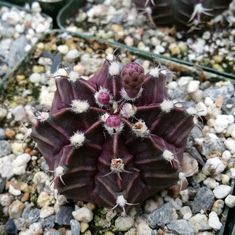 a close up of a plant in a pot on some rocks and gravel with other plants behind it