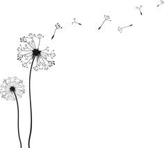 a dandelion blowing in the wind on a white background