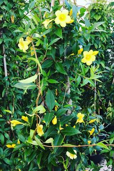 yellow flowers growing on the side of a tree in a garden area with lots of green leaves