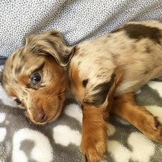 a small brown and black dog laying on top of a bed next to a pillow