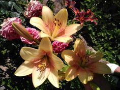 three yellow and pink flowers are in the middle of some green plants, with one being held up by someone's hand