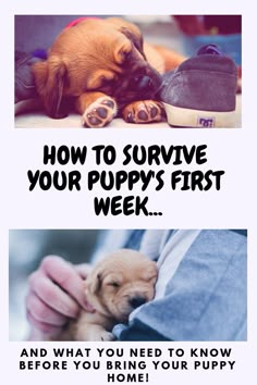 a puppy is laying on the ground with his owner's hand and text reads how to survive your puppy's first week and what you need to know before you bring your puppy