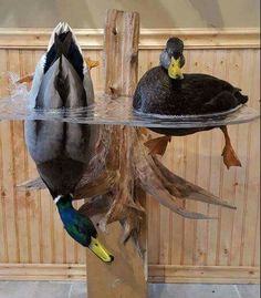 two ducks sitting on top of a wooden pole