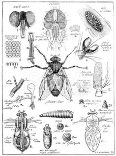 an insect's life cycle in black and white royalty - art illustration stock photo