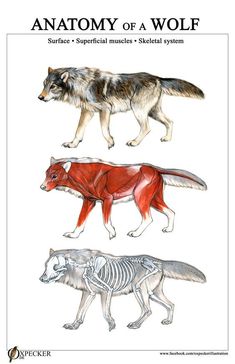 the anatomy of a wolf and its skeleton