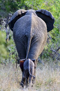 an adult elephant walking with a baby elephant