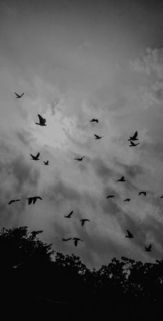 black and white photograph of birds flying in the sky