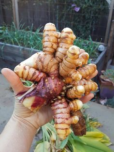 a person holding up some type of vegetable