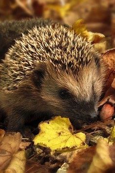 a hedgehog is curled up in the leaves