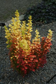 some very pretty colorful plants in the gravel