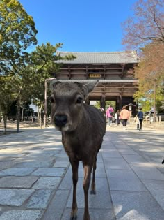 a deer is standing in front of a building with people walking by onlookers