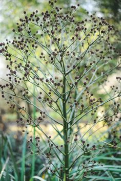 The best plants for winter seedheads - Gardens Illustrated Illustrated Magazine, Clear Winter, Attracting Beneficial Insects, Best Plants, Bare Tree, Big Leaves, Silver Birch, Flower Spike, Winter Colors