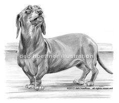 a pencil drawing of a dachshund dog looking up at something in the sky