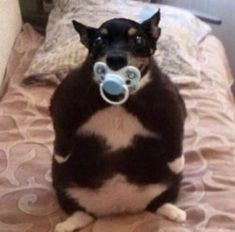 a dog sitting on top of a bed with a pacifier in its mouth