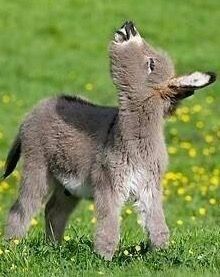 a baby lamb standing on top of a lush green field