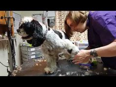 a woman grooming a dog in a salon