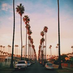 palm trees line the street as cars drive by on a road lined with parked cars