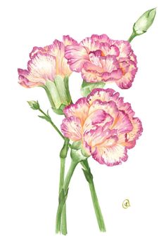 two pink carnations with green stems on a white background, watercolor painting