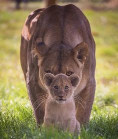 a lion and its cub are walking in the grass next to a large animal that is looking at the camera