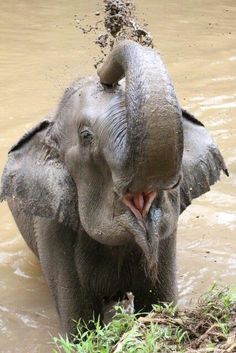 an elephant is playing in the water with its trunk up and it's mouth open