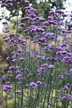 purple flowers are growing in the garden