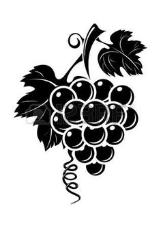 black and white drawing of grapes with leaves on the vine for logo or emblem design