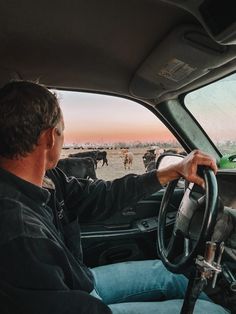 a man driving a truck with cows in the background