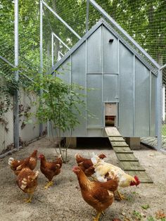 several chickens are walking around in the dirt near a chicken coop with stairs leading up to it