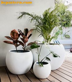 three white vases with plants in them sitting on a wooden table next to each other