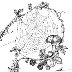 a drawing of a spider web with berries and leaves around it, vintage line drawing or engraving illustration