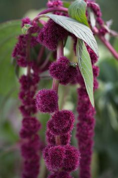 purple flowers with green leaves in the background