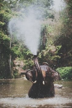 an elephant is spraying water on itself in the middle of a body of water with trees behind it