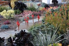 the garden is full of colorful flowers and plants, including succulents with red stems