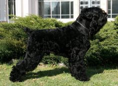 a large black dog standing on top of a lush green field next to shrubbery