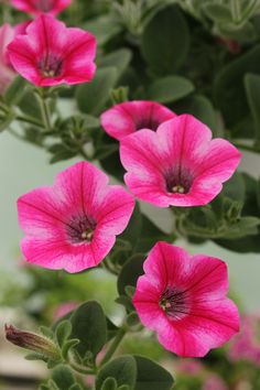 pink flowers with green leaves in the foreground