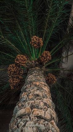 a pine tree with yellow flowers growing out of it