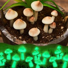 small mushrooms glow in the dark green light next to a potted plant with leaves