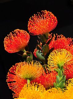 orange and yellow flowers in a vase on a table