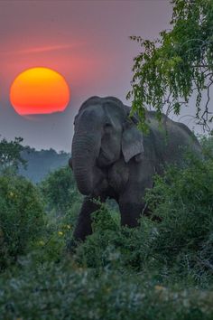 an elephant is walking through the brush with the sun setting in the distance behind it