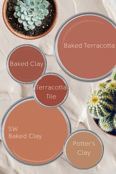 the different shades of terracotta paint on a white surface with cacti and succulents