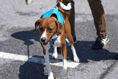 a brown and white dog wearing a blue harness on it's back walking down the street