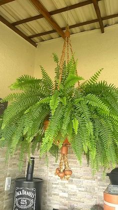 a potted plant hanging from the ceiling