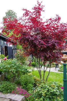 a red tree in the middle of a garden