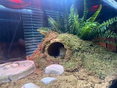 an aquarium filled with plants and rocks