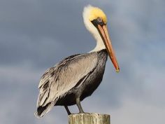 a pelican sitting on top of a wooden post with cloudy sky in the background