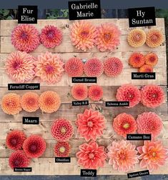 flowers are arranged on a wooden board and labeled with their names for each flower species