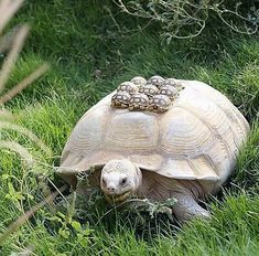 a tortoise in the grass with some food on it's shell