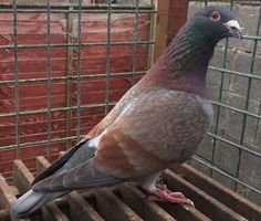 a pigeon sitting on top of a wooden bench next to a metal caged area